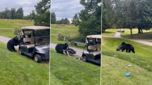 Viral Video Shows Black Bear Walking Off With Golf Clubs at British Columbia Course.