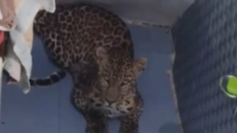 Leopard in Kasauli: Big Cat Enters House Bathroom in Himachal Pradesh, Rescued (Watch Video)