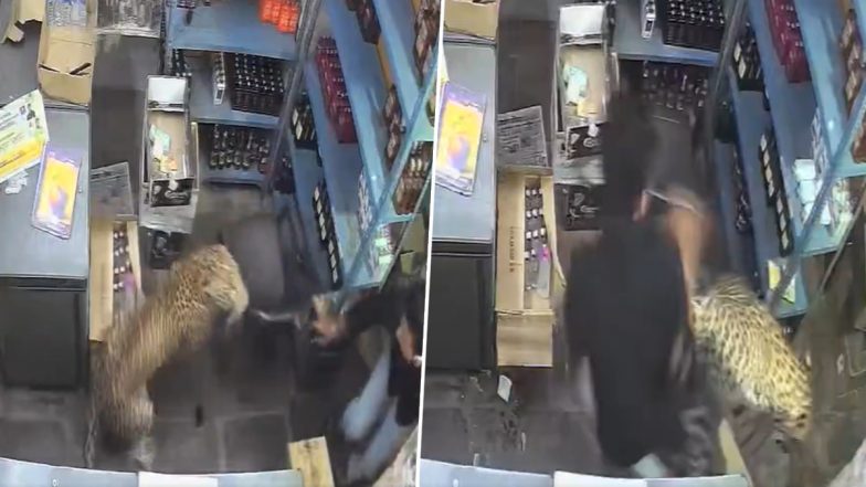 Rajasthan Leopard Attack: Big Cat Enters Liquor Shop in Tonk, Attacks 3 (Video)