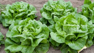 Cyclosporiasis Outbreak in US: Taco Bell Lettuce Supplier Identified As Potential Source, Over 6,700 Cases Reported