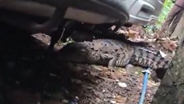 Mumbai: Crocodile Spotted in Powai, Safely Rescued After Alert (Watch Videos)