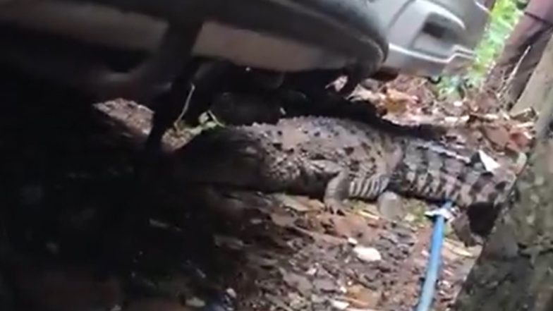 Mumbai: Crocodile Spotted in Powai, Safely Rescued After Alert (Watch Videos)