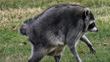 Viral Raccoon Jimothy: Why Seattle&rsquo;s Short-Spined Animal Captured Global Attention