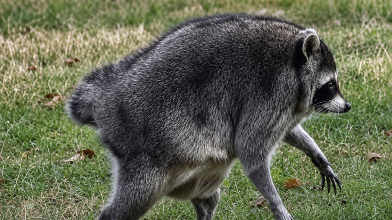 Viral Raccoon Jimothy: Why Seattle&rsquo;s Short-Spined Animal Captured Global Attention