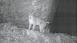 social-viral-Eurasian Lynx Spotted in Sikkim: 1st-Ever Camera Trap Pic of Rare Wild Cat Captured