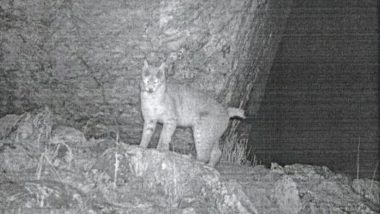 Eurasian Lynx Spotted in Sikkim: 1st-Ever Camera Trap Pic of Rare Wild Cat Captured