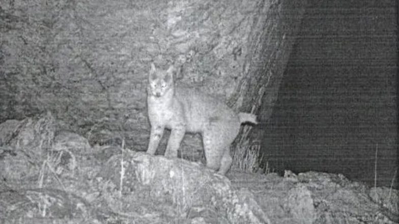 Eurasian Lynx Spotted in Sikkim: 1st-Ever Camera Trap Pic of Rare Wild Cat Captured