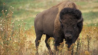 Viral Video Shows Fisherman Walking Away Safely As Bison Approaches From Behind at Yellowstone National Park