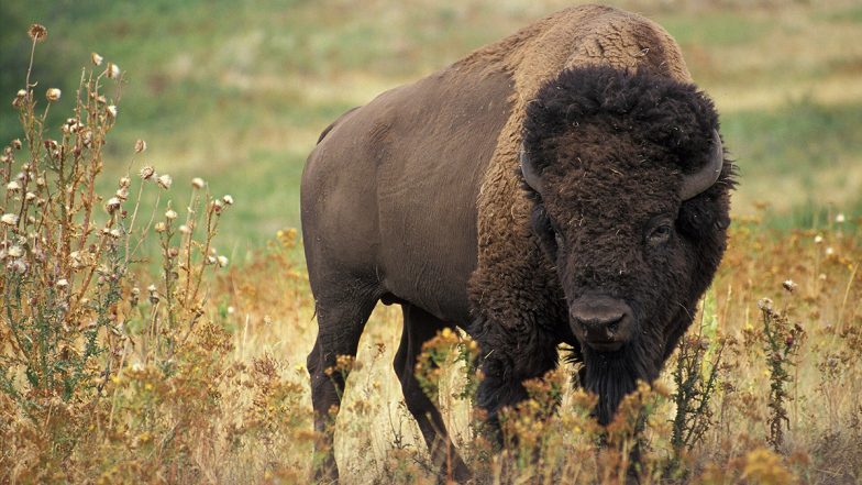 Viral Video Shows Fisherman Walking Away Safely As Bison Approaches From Behind at Yellowstone National Park