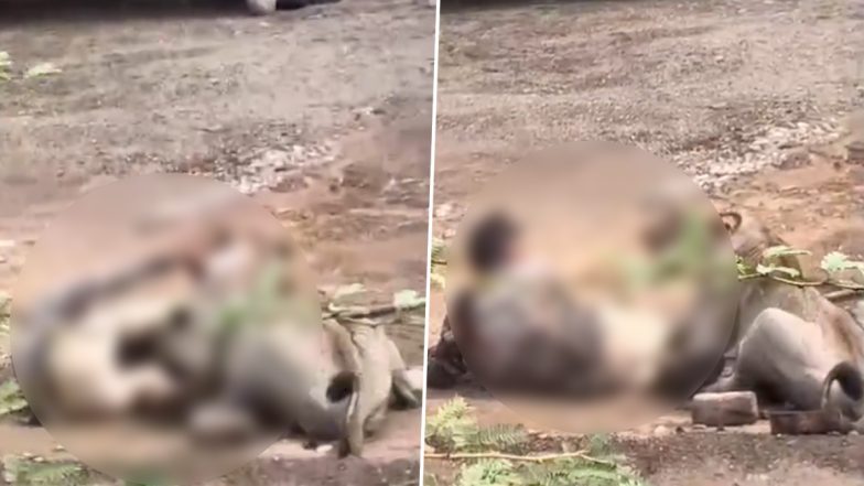 Bhavnagar Lion Attack: Viral Video Shows Big Cat Attacking Man in Gujarat
