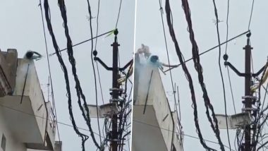 Bulandshahr: Man Dies Trying To Save Grandson Who Came in Contact With High-Tension Wire While Retrieving Kite (Video)