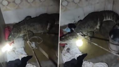 Bathroom Horror! Family Discovers 7-Foot Crocodile Inside Flood-Hit Gujarat House; Video Goes Viral