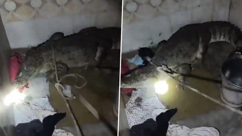 Bathroom Horror! Family Discovers 7-Foot Crocodile Inside Flood-Hit Gujarat House; Video Goes Viral