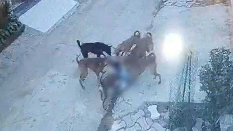 Gondia Dog Attack Video: 7-Year-Old Girl Mauled by Stray Dogs Outside Her Home in Maharashtra