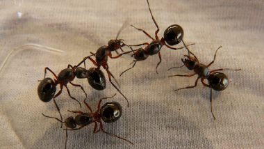 Michelin-Starred Restaurant Chef Faces Jail in South Korea for Serving Ants As Dessert Topping