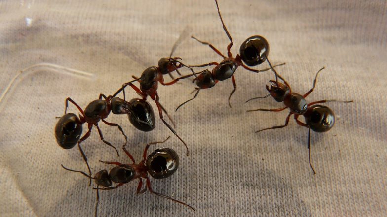 Michelin-Starred Restaurant Chef Faces Jail in South Korea for Serving Ants As Dessert Topping