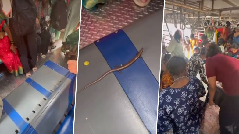 Viral Video Shows Panic in Women&rsquo;s Train Coach After Skink Is Seen