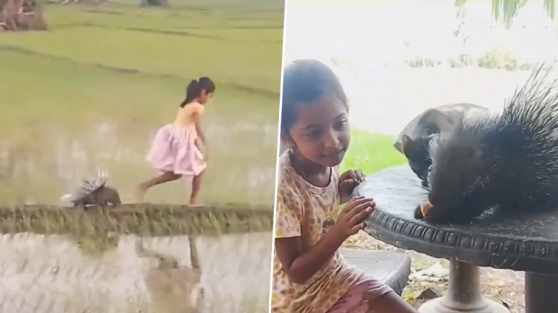 Sri Lankan Girl Plays With Wild Porcupine, Civet Cat; Internet Calls Her a Real-Life 'Disney Princess' (Watch Videos)