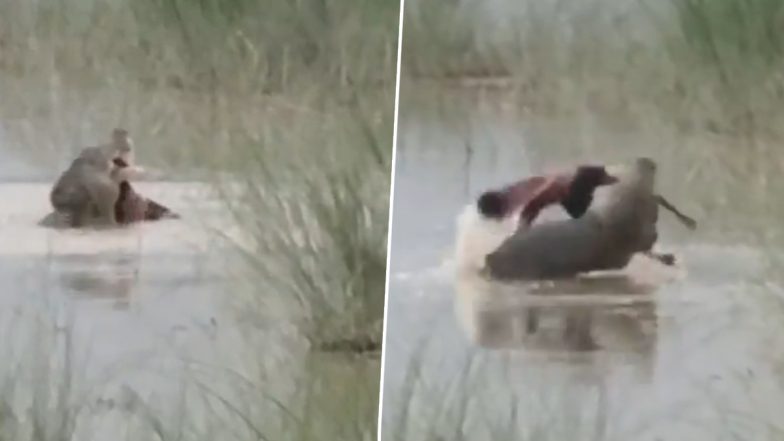 Crocodile Attack in Bahraich: 12-Year-Old Boy Dragged Into Ghaghra River and Eaten Alive, Horrific Video Surfaces
