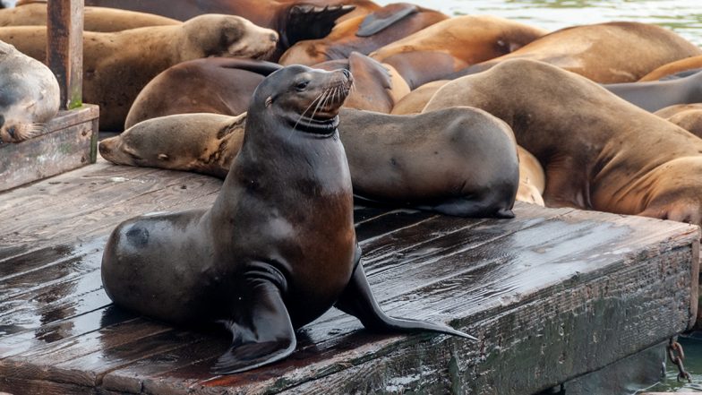 Sea Lions Chase Tourists off California Beach, Viral Video Captures Chaotic Scene