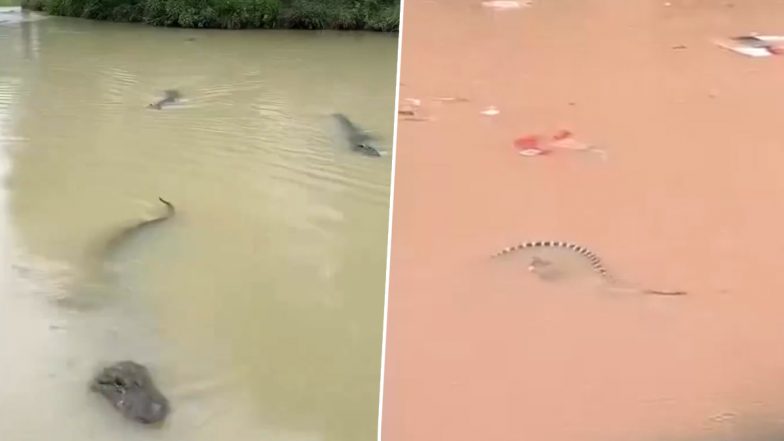 China Floods: Around 900 Snakes, Including Cobras, Escape Breeding Farm in Guangxi (Watch Videos)