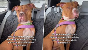 social-viral-Viral Rescue Dog Aldean Story Breaks Hearts After Car Ride Video Shows Him Dreading Return To Shelter