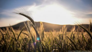 Micronutrients Are Good, a Balanced Diet is Better