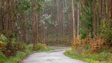 The Australian Tree Reshaping the World's Wildfires