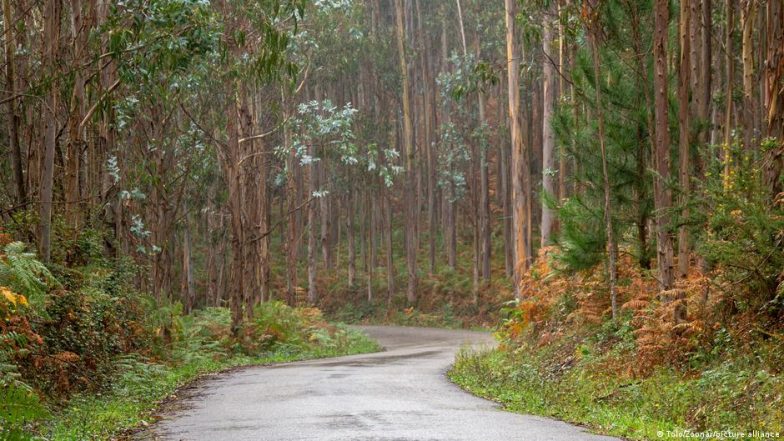 The Australian Tree Reshaping the World's Wildfires