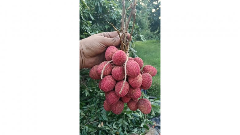 Business News | Piyush Goyal Hails Export of Punjab's First Litchi Consignments to Oman