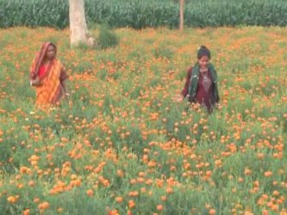 Ειδήσεις Ινδίας | Chhattisgarh: Το δίδυμο μητέρας-κόρης στοχεύει να γίνει αυτοδύναμο μέσω της ανθοκομίας στη Surguja