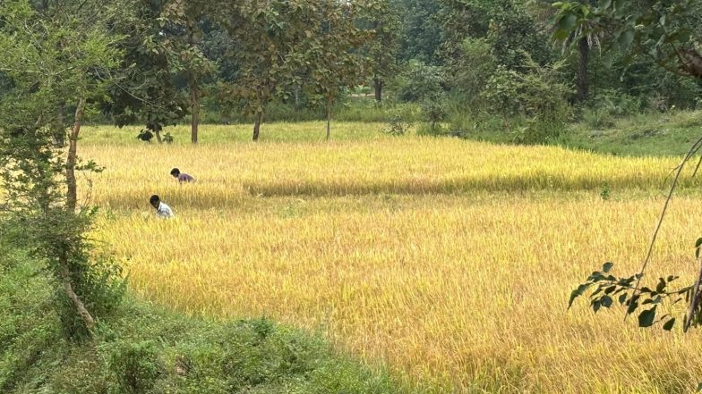 Business News | LongStraw Carbon Brings Climate Action and Rural Employment Together in Odisha's Tribal Heartland