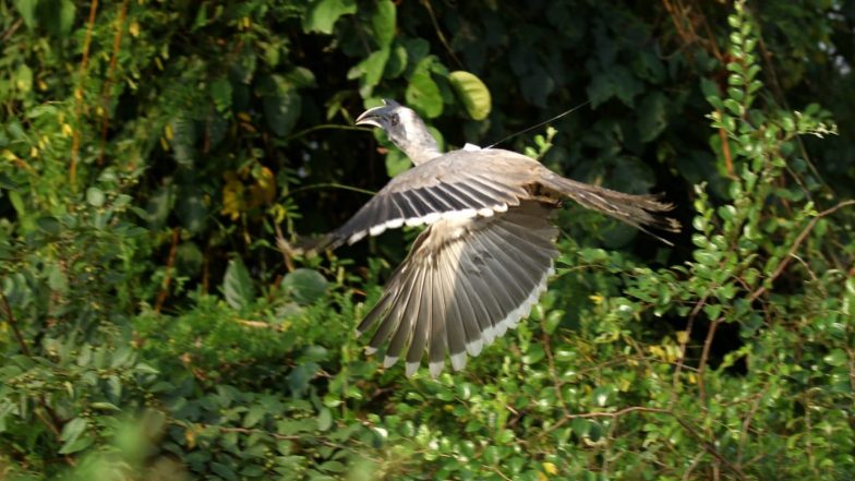 India News | Gir's Lost Hornbill Takes Flight Again: Gujarat's Reintroduction Project Records 4 Years of Successful Breeding