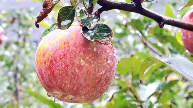 India News | J-K: Modern Horticulture Transforms Bani's Economy as High-density Apple Orchards Bloom in Kathua