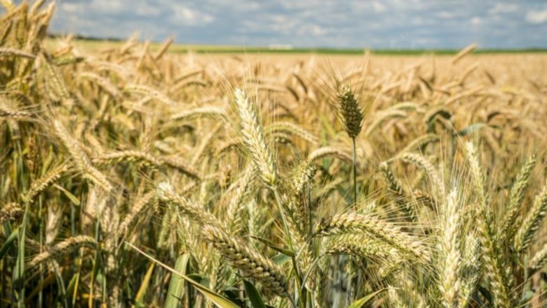 Business News | Complete Guide to Wheat Farming: From Sowing to Harvest in Simple Steps