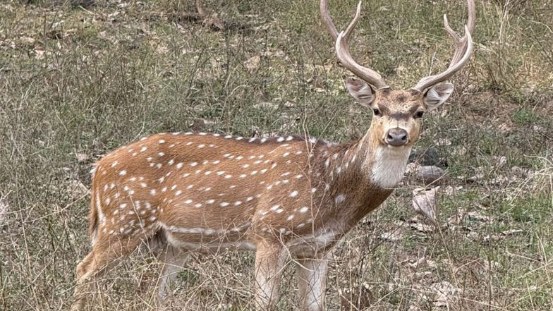 India News | 50 Spotted Deer Released in Forests in Surat to Strengthen Biodiversity, Help Reduce Human-wildlife Conflict