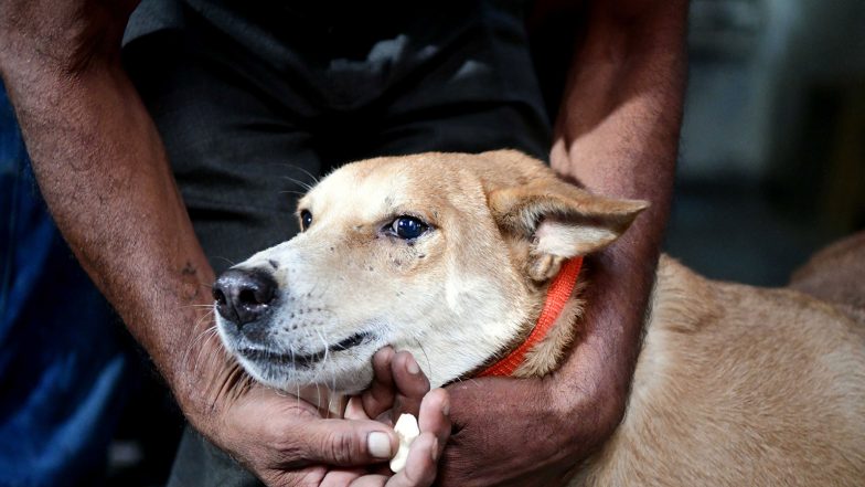 India News | Delhi HC Initiates Suo Motu PIL to Monitor Implementation of SC's Stray Dog Directions; Seeks Status Report from Delhi Govt, MCD
