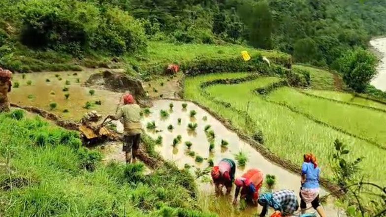 India News | Uttarakhand: Paddy Transplantation in Full Swing Across Rudraprayag District