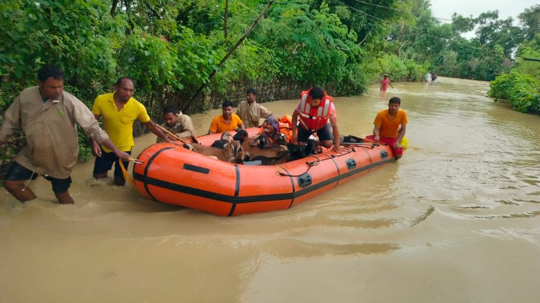 India News | Odisha: ODRAF, NDRF Teams Engage in Rescue, Safe Evacuation of Livestock