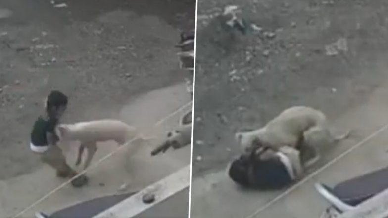 Ahilyanagar Dog Attack Video: 3-Year-Old Child Seriously Injured After Being Attacked by Stray Dog in Bagroja HUDCO Area