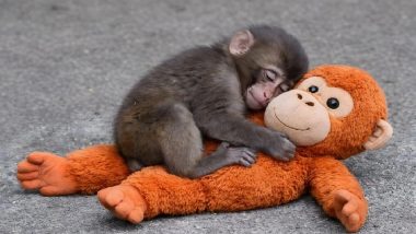 Baby Monkey Punch Turns One: Viral Japanese Macaque Who Found Comfort in Stuffed Orangutan Receives 2,500 Birthday Cards