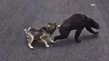 Connecticut: Dog Saves 6-Year-Old Boy From Bear Attack, Receives Honour After Video Goes Viral