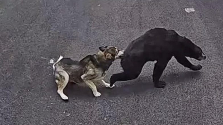 Connecticut: Dog Saves 6-Year-Old Boy From Bear Attack, Receives Honour After Video Goes Viral