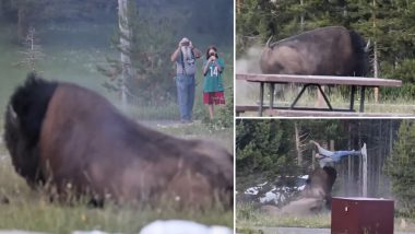 US: Bison Hurls Tourist Into Air at Yellowstone National Park (Watch Video)