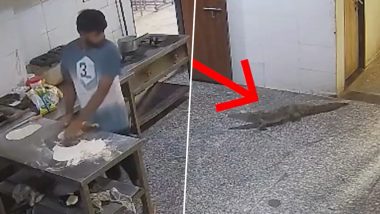 Crocodile Enters Boys' Hostel in Kota, Sparks Panic Among Students and Staff; Video Surfaces