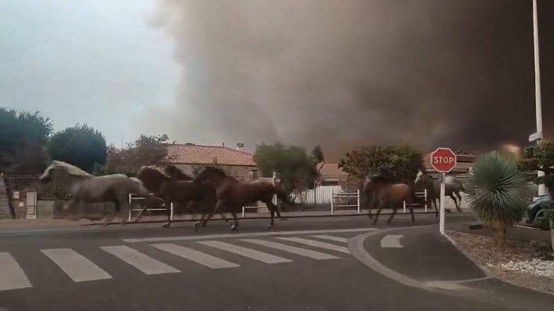 Viral Video Shows Horses Set Free as Fast-Moving Wildfire Sweeps Through France's Biscarrosse