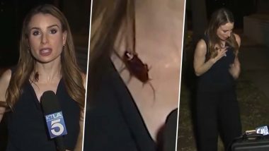 Viral Video: Cockroach Crawls on KTLA Reporter Rachel Menitoff's Chest During Live Report &ndash; She Doesn't Flinch