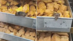social-viral-Viral Video Shows Rat Crawling on Puff Pastry at Renowned Badlapur Bakery, Sparks Outrage