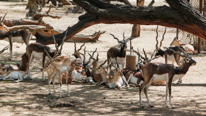 Shajapur: Chased by Stray Dog, 13 Blackbucks Die After Falling Into Open Well