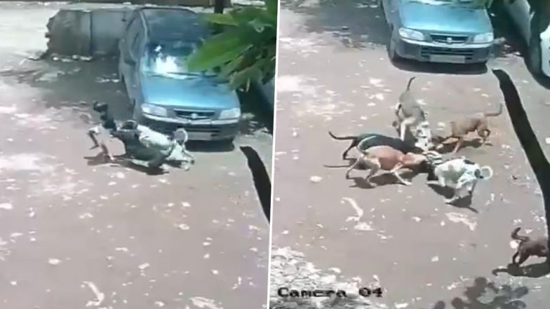 Pune Dog Attack: Minor Girl Attacked While Playing Outside Home in Pimpri-Chinchwad (Video)